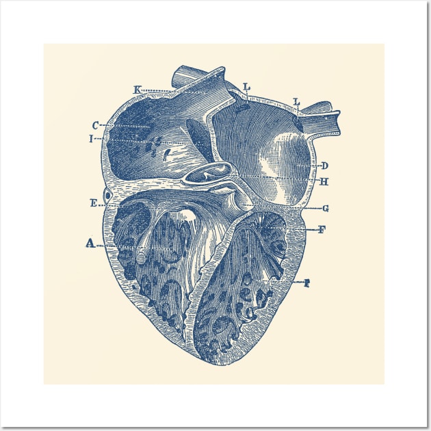 Inner Heart Diagram - Vintage Anatomy Wall Art by Vintage Anatomy Prints